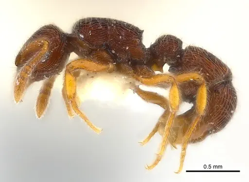 Alfaria caelata specimen