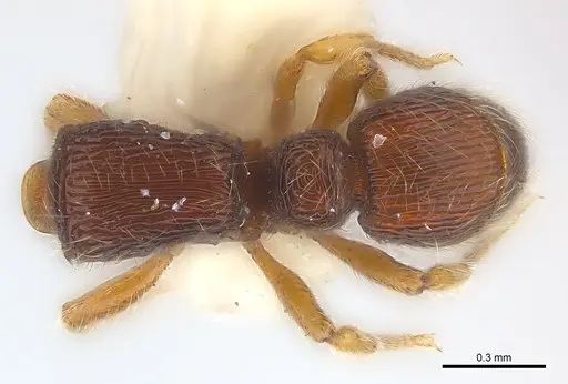 Alfaria caelata - CASENT0179973