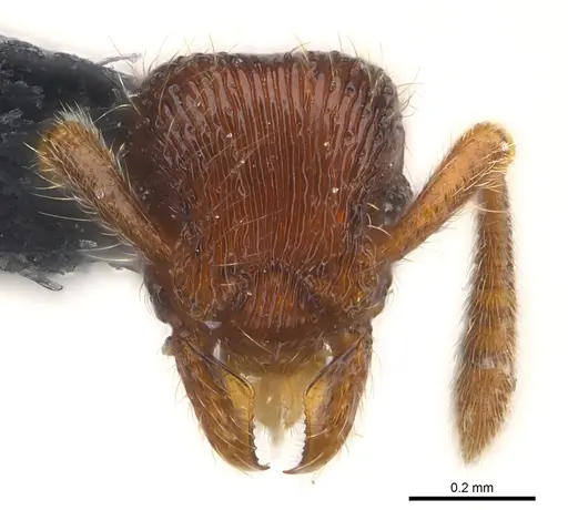 Alfaria caelata - CASENT0179973