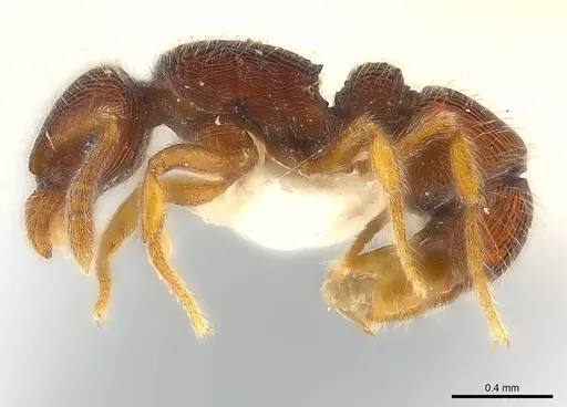 Alfaria caelata - CASENT0179973