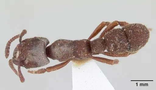 Alfaria fieldi specimen