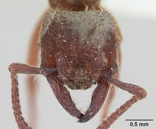 Alfaria fieldi specimen