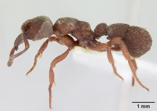 Alfaria fieldi specimen