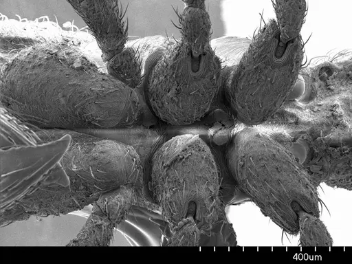 Alfaria minuta specimen