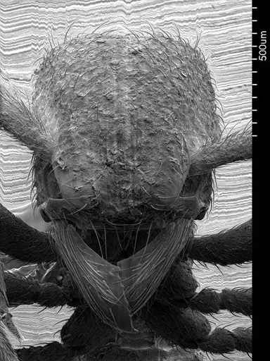 Alfaria minuta specimen