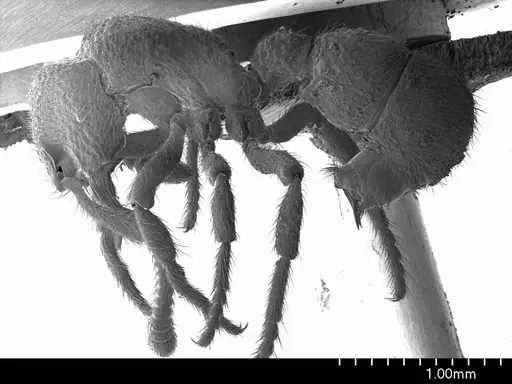 Alfaria minuta specimen