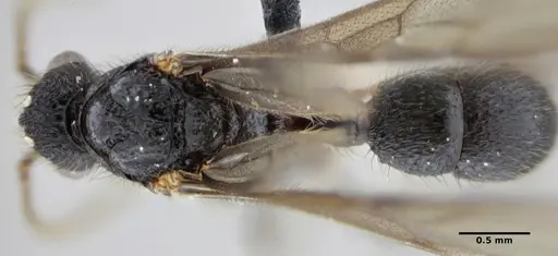 Alfaria minuta - ANTWEB1038053