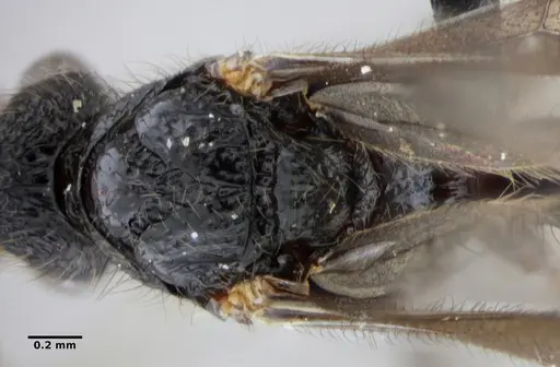 Alfaria minuta - ANTWEB1038053