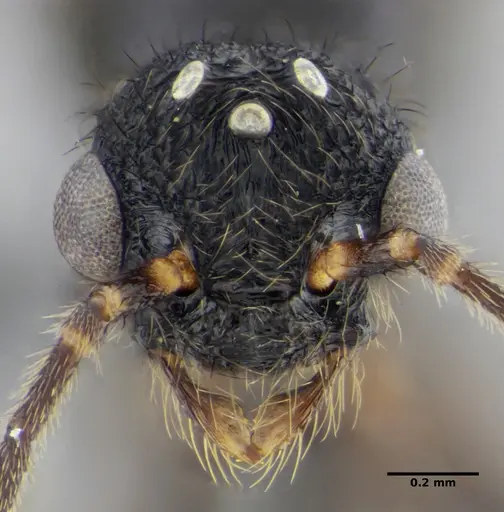 Alfaria minuta - ANTWEB1038053