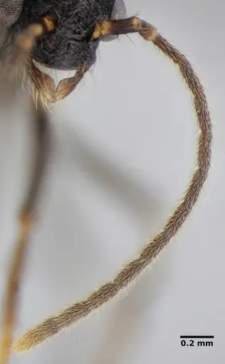 Alfaria minuta - ANTWEB1038053