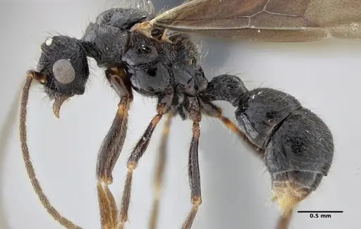 Alfaria minuta - ANTWEB1038053