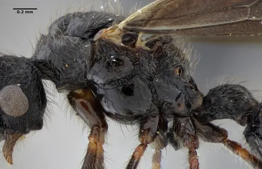 Alfaria minuta - ANTWEB1038053