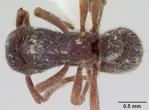 Alfaria minuta - CASENT0178680