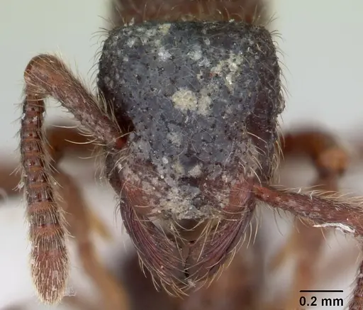 Alfaria minuta - CASENT0178680