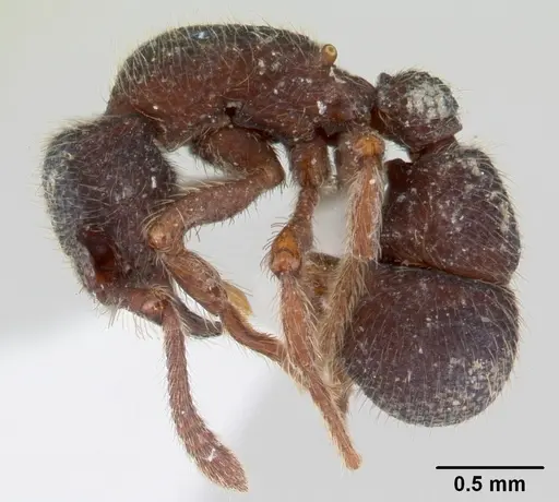 Alfaria minuta - CASENT0178680