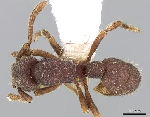 Alfaria minuta - CASENT0281213