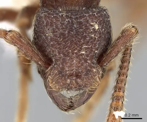 Alfaria minuta - CASENT0281213