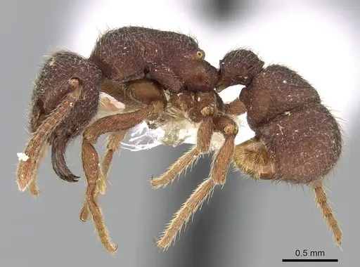 Alfaria minuta - CASENT0281213