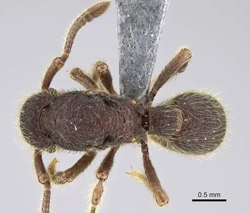 Alfaria minuta - CASENT0374878