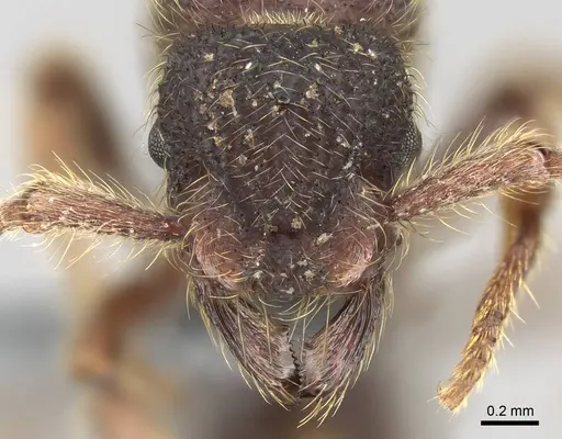 Alfaria minuta - CASENT0374878