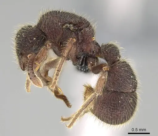 Alfaria minuta - CASENT0374878