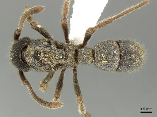 Alfaria minuta - CASENT0617566