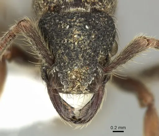 Alfaria minuta - CASENT0617566