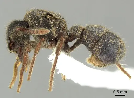 Alfaria minuta - CASENT0617566