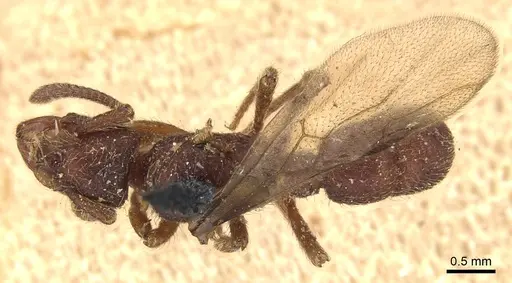 Alfaria minuta - CASENT0903849