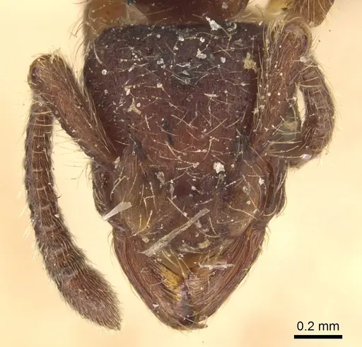 Alfaria minuta - CASENT0903849