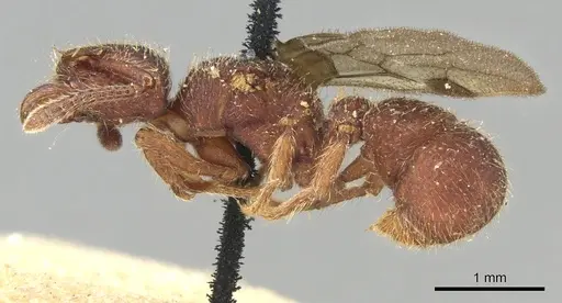 Alfaria minuta - CASENT0903849