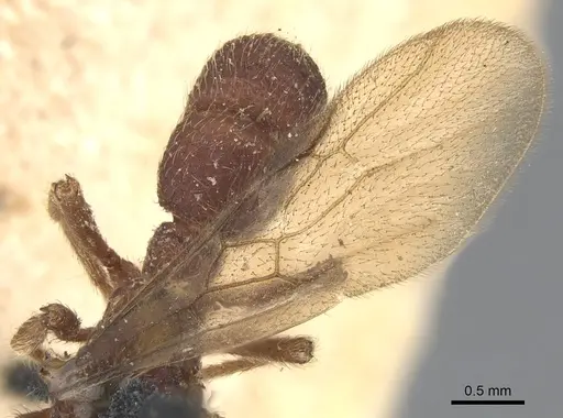 Alfaria minuta - CASENT0903849