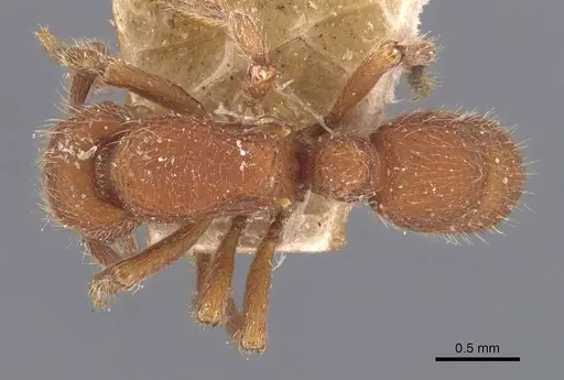 Alfaria minuta - CASENT0907194