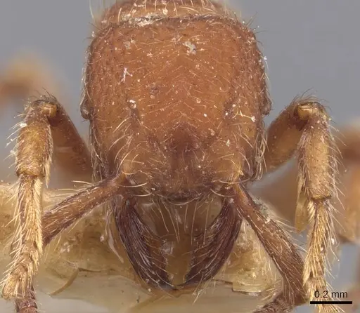 Alfaria minuta - CASENT0907194