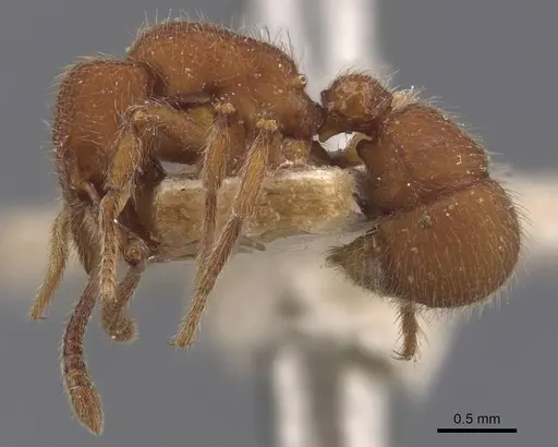 Alfaria minuta - CASENT0907194