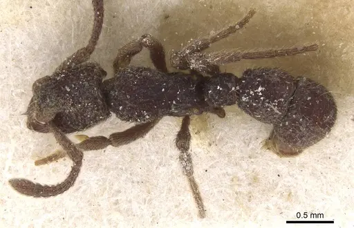 Alfaria minuta - CASENT0915118