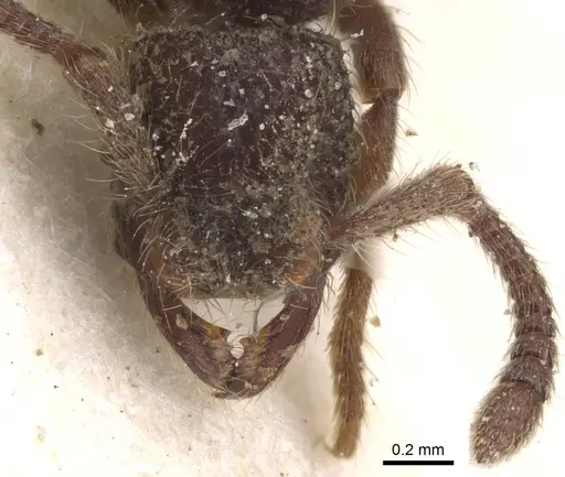 Alfaria minuta - CASENT0915118