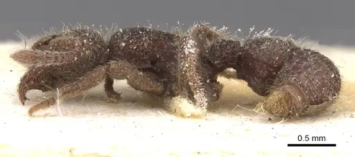 Alfaria minuta - CASENT0915118