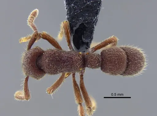 Alfaria minuta - CBUMAGENT41740