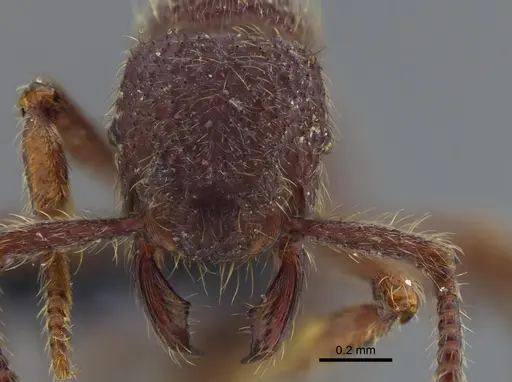 Alfaria minuta - CBUMAGENT41740