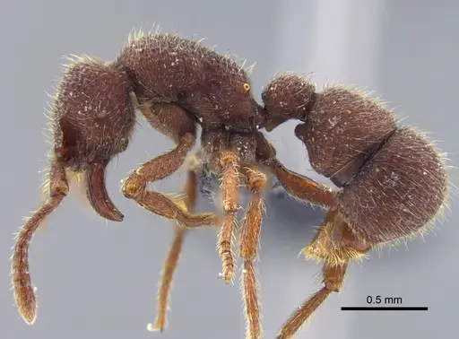 Alfaria minuta - CBUMAGENT41740