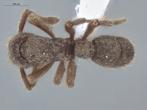 Alfaria minuta - ECOFOG-KW14-0038-27