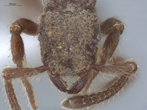 Alfaria minuta - ECOFOG-KW14-0038-27