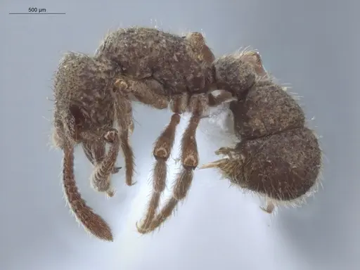 Alfaria minuta - ECOFOG-KW14-0038-27