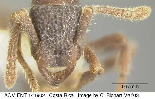 Alfaria minuta - LACMENT141902