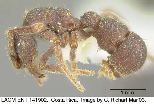 Alfaria minuta - LACMENT141902