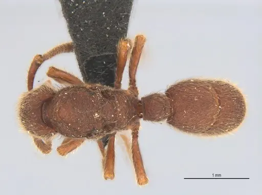 Alfaria minuta - UFV-LABECOL-005675