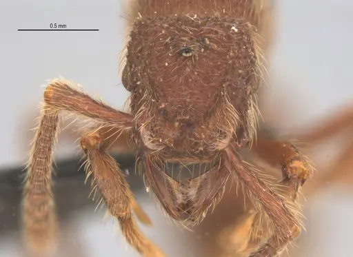 Alfaria minuta - UFV-LABECOL-005675