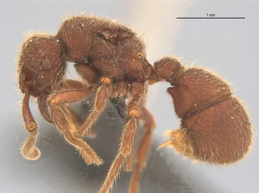 Alfaria minuta - UFV-LABECOL-005675