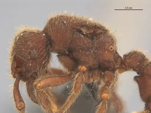 Alfaria minuta - UFV-LABECOL-005675